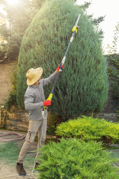 Best Palm Tree Trimming  in Mount Airy, GA